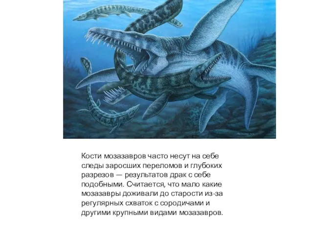 Кости мозазавров часто несут на себе следы заросших переломов и глубоких разрезов