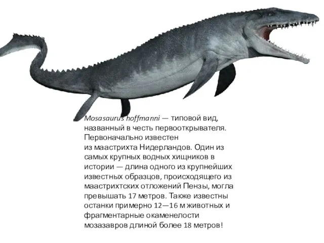 Mosasaurus hoffmanni — типовой вид, названный в честь первооткрывателя. Первоначально известен из