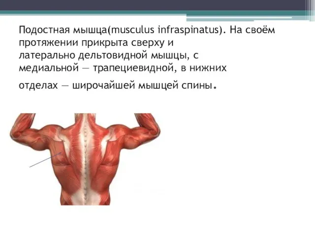 Подостная мышца(musculus infraspinatus). На своём протяжении прикрыта сверху и латерально дельтовидной мышцы,