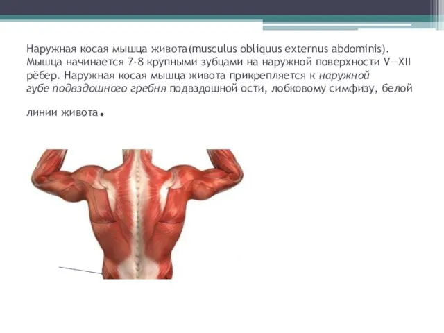 Наружная косая мышца живота(musculus obliquus externus abdominis). Мышца начинается 7-8 крупными зубцами