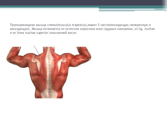 Трапециевидная мышца спины(musculus trapezius),имеет 3 части(нисходящую,поперечную и восходящую). Мышца начинается от остистых