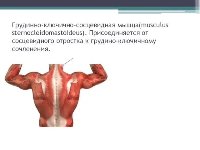 Грудинно-ключично-сосцевидная мышца(musculus sternocleidomastoideus). Присоединяется от сосцевидного отростка к грудино-ключичному сочленения.