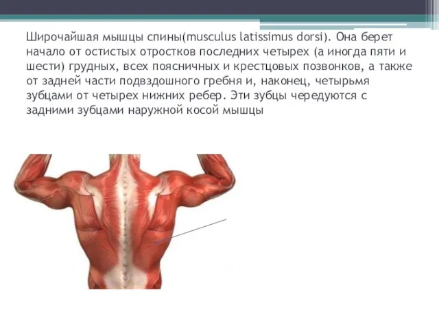 Широчайшая мышцы спины(musculus latissimus dorsi). Она берет начало от остистых отростков последних