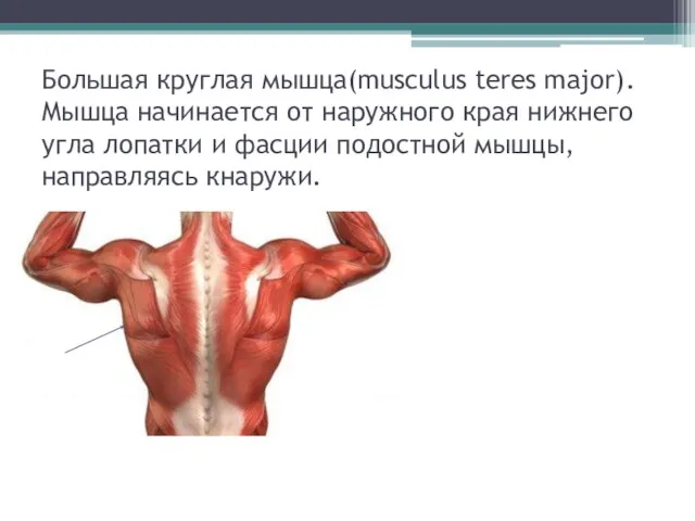 Большая круглая мышца(musculus teres major). Мышца начинается от наружного края нижнего угла