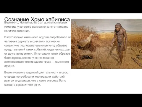 Сознание Хомо хабилиса Возможно, Homo habilis был одним из первых гоминид, у