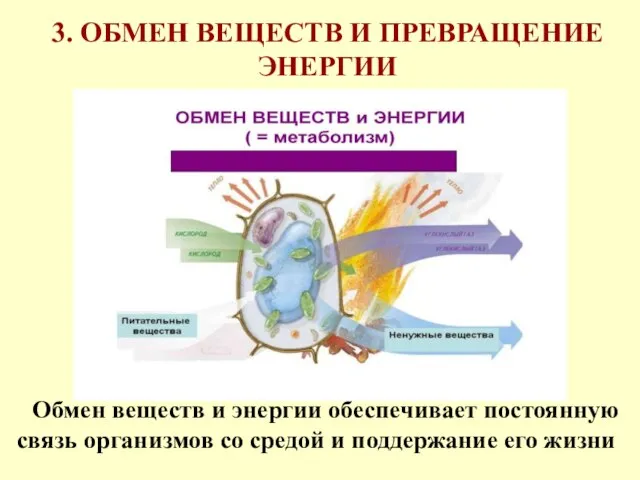 3. ОБМЕН ВЕЩЕСТВ И ПРЕВРАЩЕНИЕ ЭНЕРГИИ Обмен веществ и энергии обеспечивает постоянную