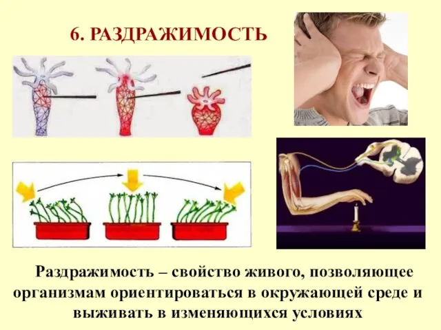 6. РАЗДРАЖИМОСТЬ Раздражимость – свойство живого, позволяющее организмам ориентироваться в окружающей среде