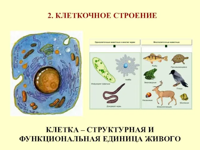 2. КЛЕТКОЧНОЕ СТРОЕНИЕ КЛЕТКА – СТРУКТУРНАЯ И ФУНКЦИОНАЛЬНАЯ ЕДИНИЦА ЖИВОГО