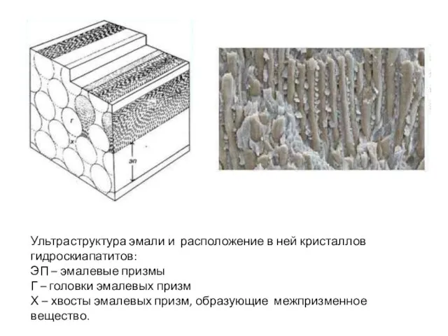 Ультраструктура эмали и расположение в ней кристаллов гидроскиапатитов: ЭП – эмалевые призмы
