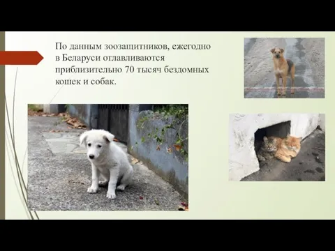 По данным зоозащитников, ежегодно в Беларуси отлавливаются приблизительно 70 тысяч бездомных кошек и собак.