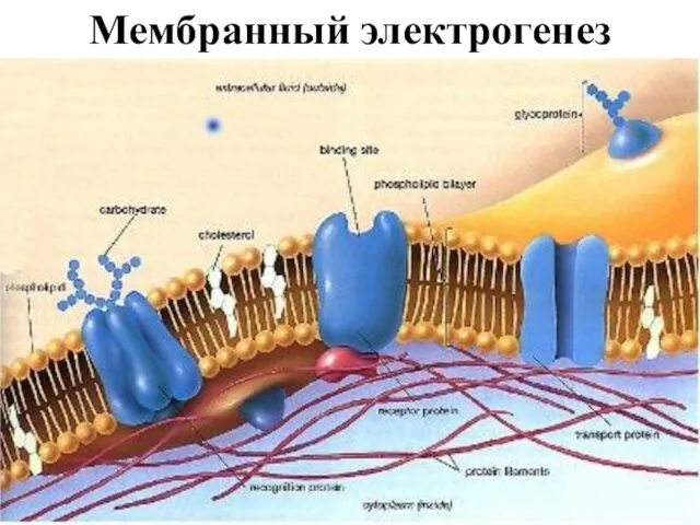 Мембранный электрогенез