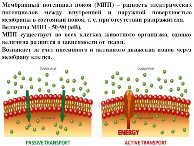 Мембранный потенциал покоя (МПП) – разность электрических потенциалов между внутренней и наружной