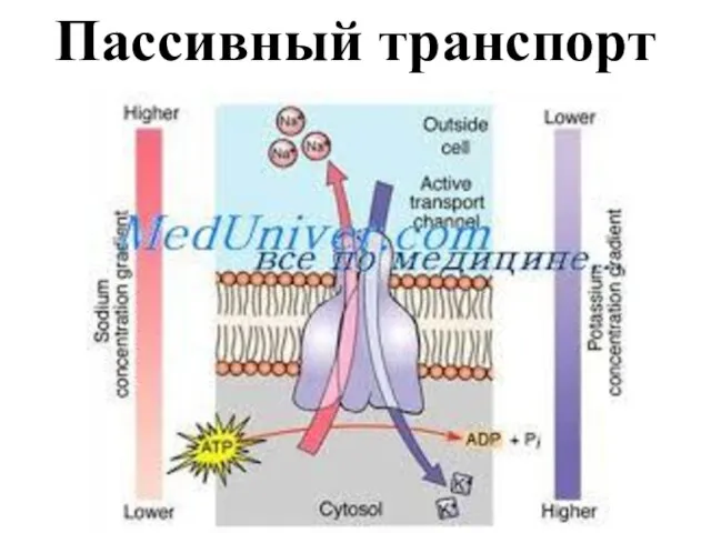 Пассивный транспорт