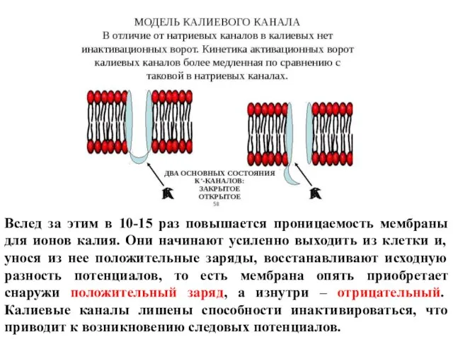 Вслед за этим в 10-15 раз повышается проницаемость мембраны для ионов калия.