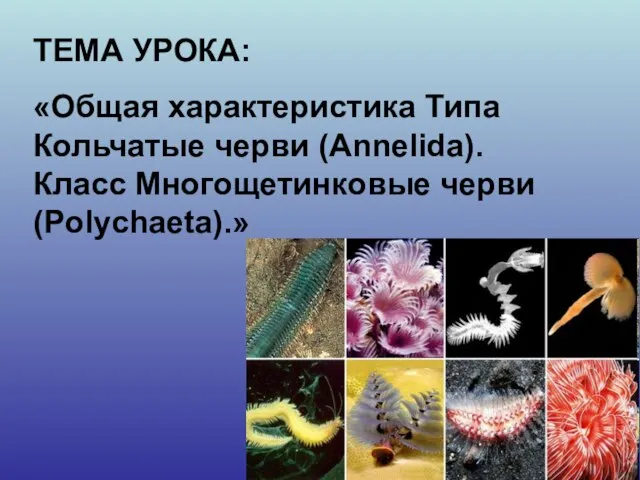 ТЕМА УРОКА: «Общая характеристика Типа Кольчатые черви (Annelida). Класс Многощетинковые черви (Polychaeta).»