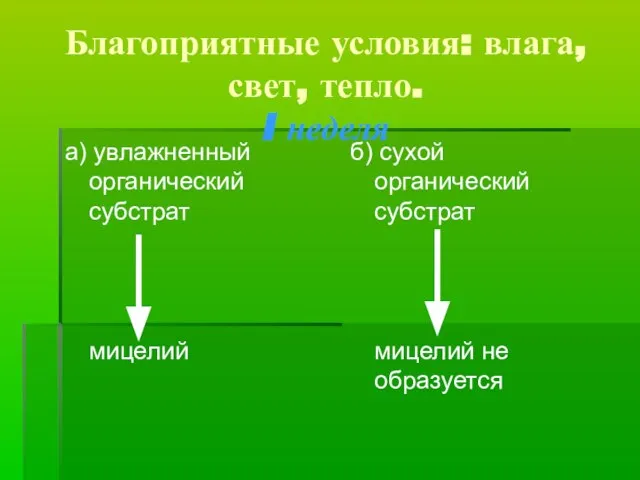 Благоприятные условия: влага, свет, тепло. I неделя а) увлажненный органический субстрат мицелий