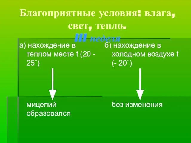 Благоприятные условия: влага, свет, тепло. III неделя а) нахождение в теплом месте