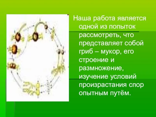 Наша работа является одной из попыток рассмотреть, что представляет собой гриб –