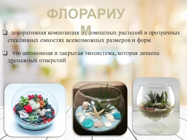 декоративная композиция из комнатных растений в прозрачных стеклянных емкостях всевозможных размеров и