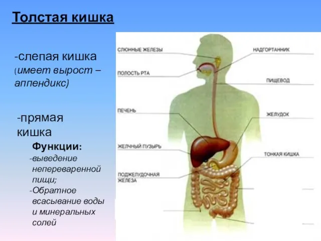 Толстая кишка -слепая кишка (имеет вырост – аппендикс) -прямая кишка Функции: выведение