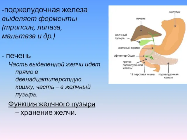 - печень Часть выделенной желчи идет прямо в двенадцатиперстную кишку, часть –