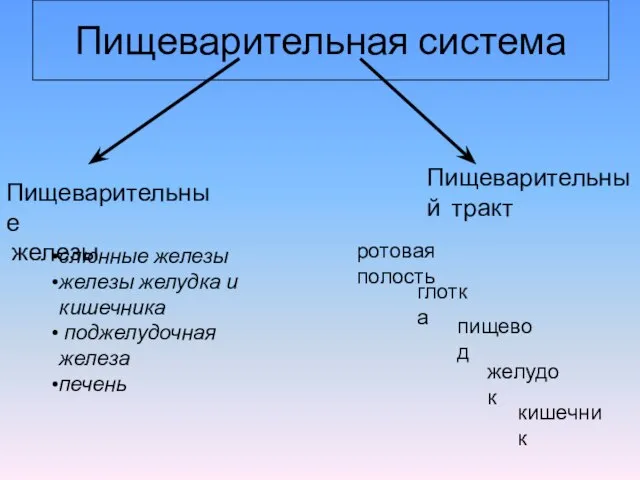 Пищеварительная система Пищеварительный тракт Пищеварительные железы ротовая полость кишечник глотка пищевод желудок