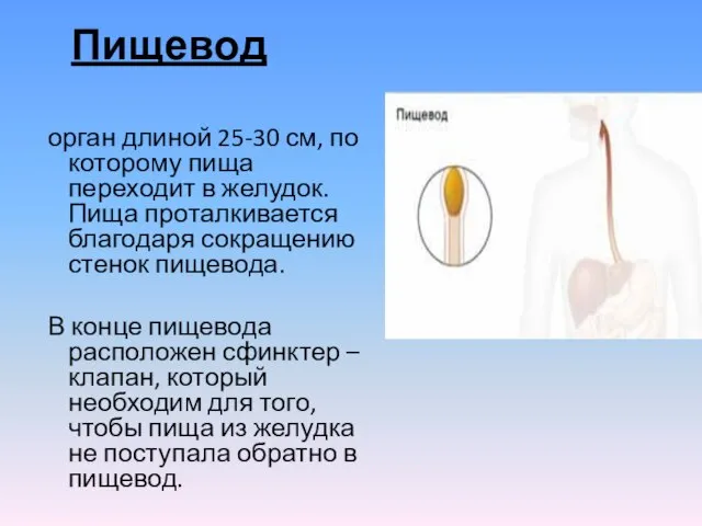 Пищевод орган длиной 25-30 см, по которому пища переходит в желудок. Пища