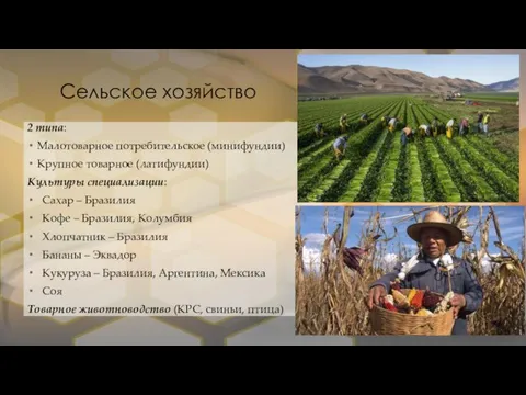 Сельское хозяйство 2 типа: Малотоварное потребительское (минифундии) Крупное товарное (латифундии) Культуры специализации: