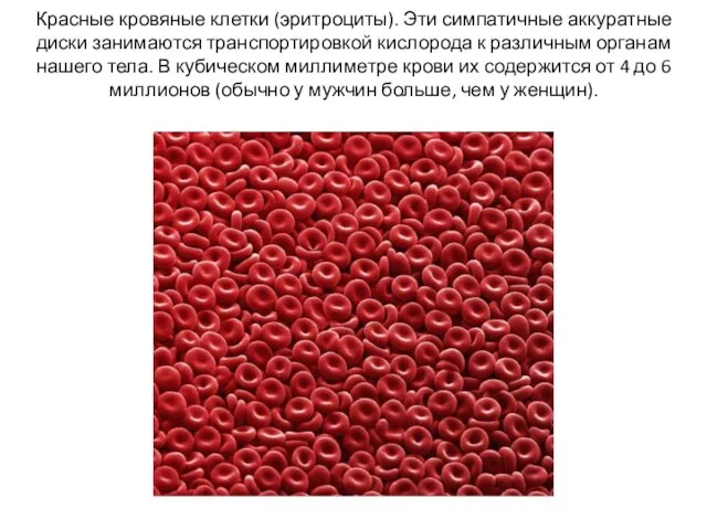 Красные кровяные клетки (эритроциты). Эти симпатичные аккуратные диски занимаются транспортировкой кислорода к