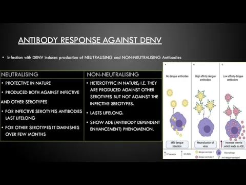 ANTIBODY RESPONSE AGAINST DENV NEUTRALISING PROTECTIVE IN NATURE PRODUCED BOTH AGAINST INFECTIVE