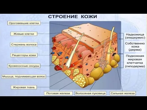 Строение кожи на лице