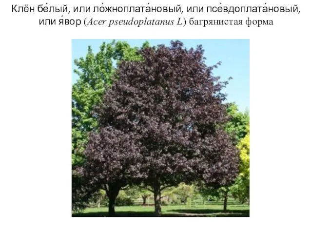 Клён бе́лый, или ло́жноплата́новый, или псе́вдоплата́новый, или я́вор (Acer pseudoplatanus L) багрянистая форма