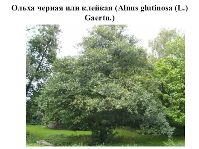 Ольха черная или клейкая (Alnus glutinosa (L.) Gaertn.)