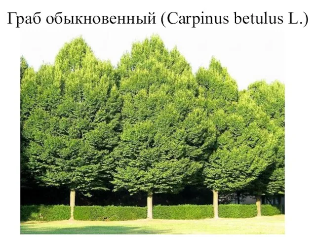 Граб обыкновенный (Carpinus betulus L.)