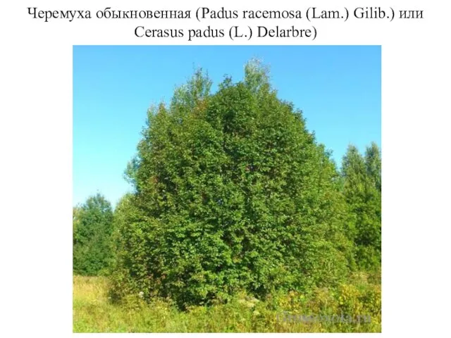 Черемуха обыкновенная (Padus racemosa (Lam.) Gilib.) или Cerasus padus (L.) Delarbre)