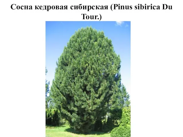 Сосна кедровая сибирская (Pinus sibirica Du Tour.)