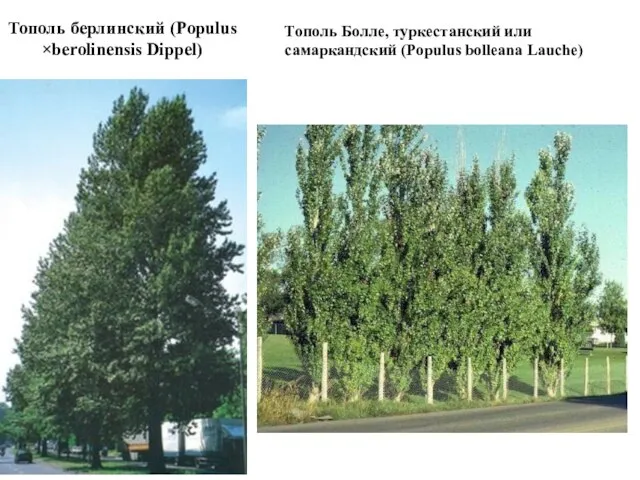 Тополь берлинский (Populus ×berolinensis Dippel) Тополь Болле, туркестанский или самаркандский (Populus bolleana Lauche)