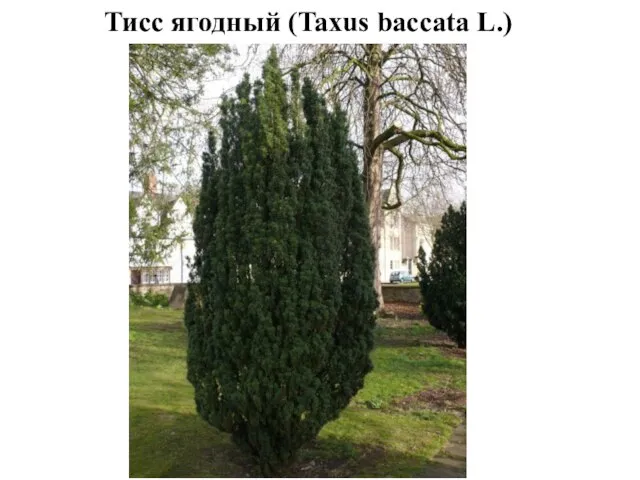 Тисс ягодный (Taxus baccata L.)