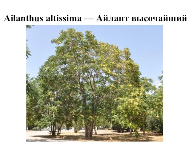 Ailanthus altissima — Айлант высочайший