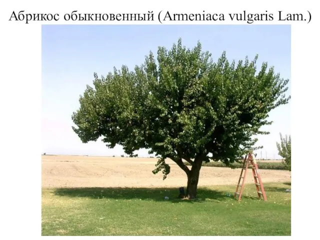 Абрикос обыкновенный (Armeniaca vulgaris Lam.)