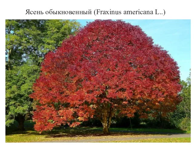 Ясень обыкновенный (Fraxinus americana L..)