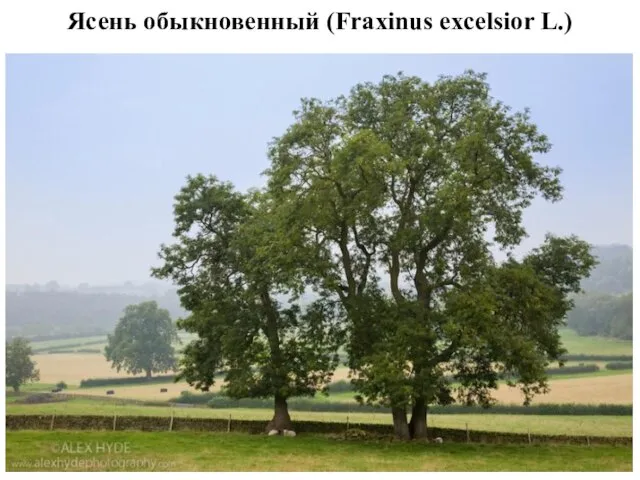 Ясень обыкновенный (Fraxinus excelsior L.)