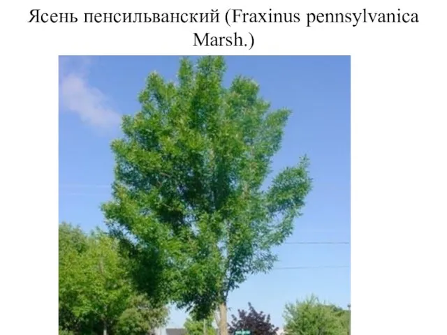 Ясень пенсильванский (Fraxinus pennsylvanica Marsh.)