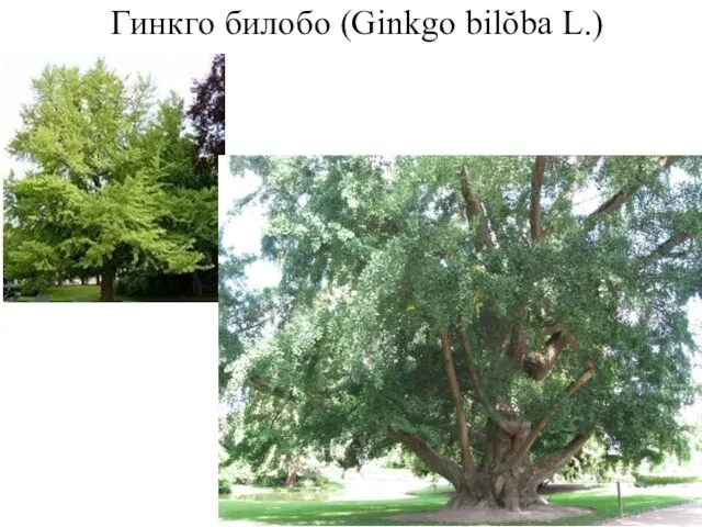 Гинкго билобо (Ginkgo bilŏba L.)