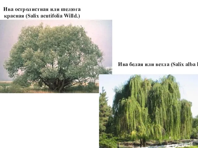 Ива остролистная или шелюга красная (Salix acutifolia Willd.) Ива белая или ветла (Salix alba L.)