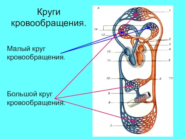 Круги кровообращения. Малый круг кровообращения. Большой круг кровообращения.