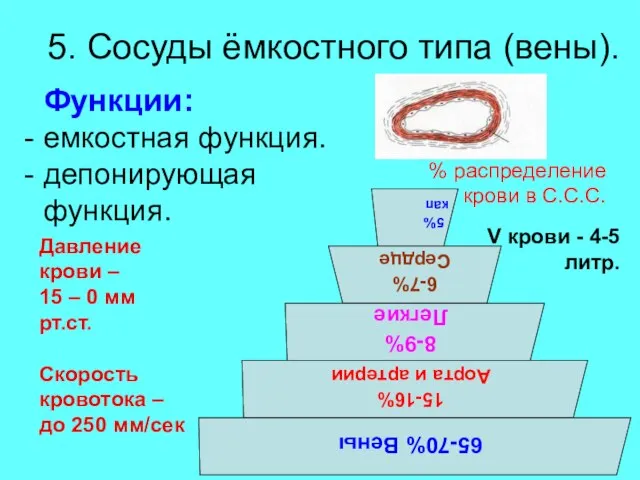 5. Сосуды ёмкостного типа (вены). Функции: емкостная функция. депонирующая функция. % распределение