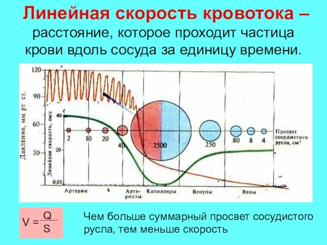 Линейная скорость кровотока – расстояние, которое проходит частица крови вдоль сосуда за