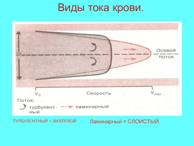 Виды тока крови. Ламинарный = СЛОИСТЫЙ ТУРБУЛЕНТНЫЙ = ВИХРЕВОЙ