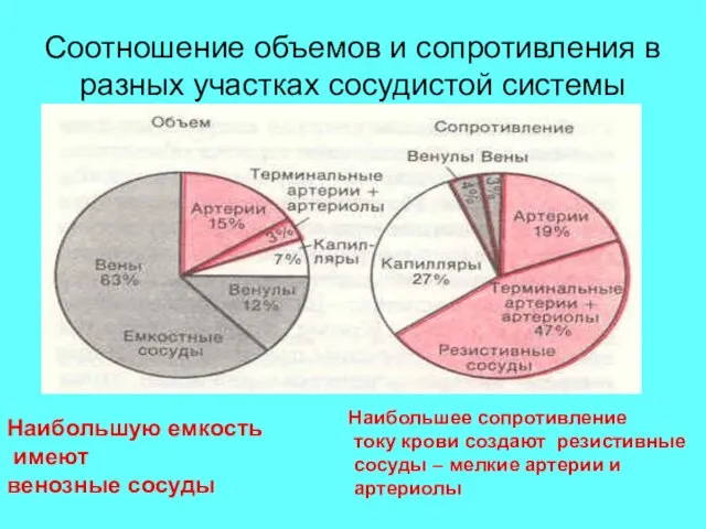 Соотношение объемов и сопротивления в разных участках сосудистой системы Наибольшую емкость имеют